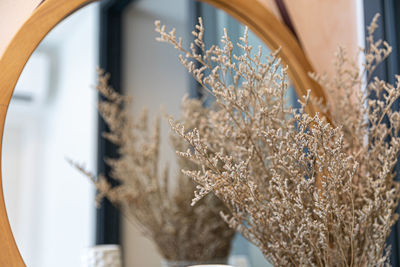 Close-up of dried plant hanging on wood