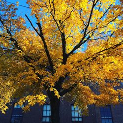 Low angle view of yellow tree in autumn