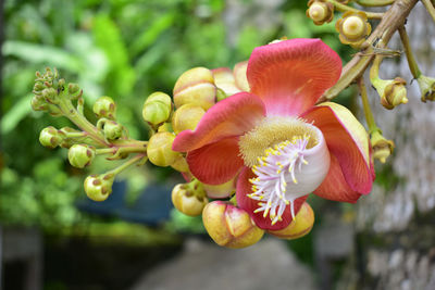 Close-up of red flowering plant