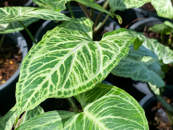 Close-up of green leaves