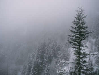 View of trees in winter