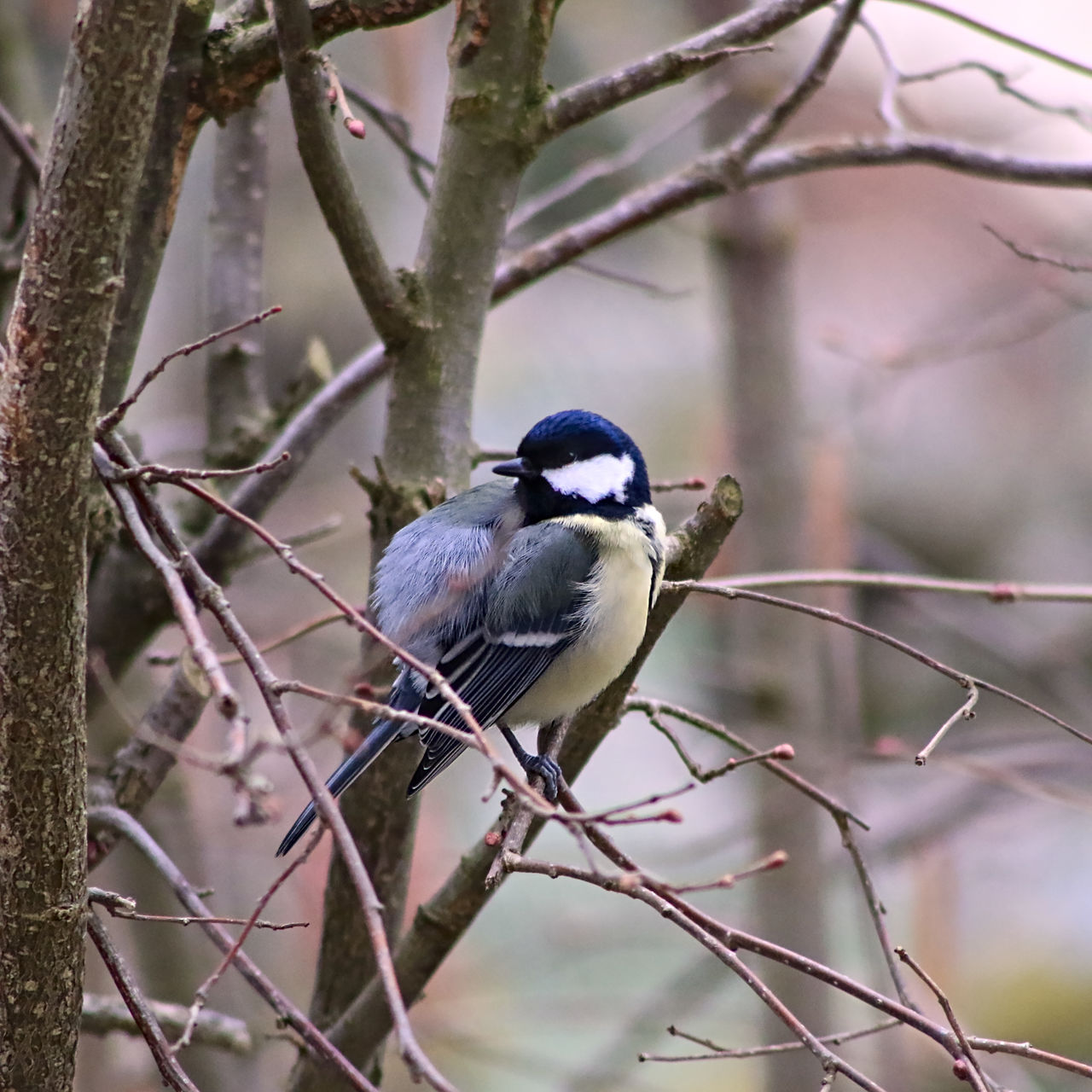 Great titmouse