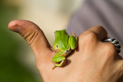 A beautiful green frog in summer