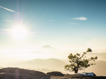 Sunrise in the misty mountains. pine tree bonsai. fog in the forest.