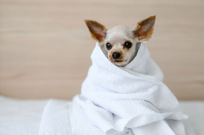A little dog sits in a white towel after a shower. yorkielove 