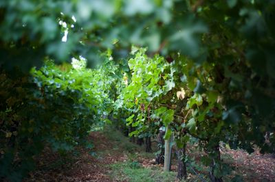 Plants growing in vineyard