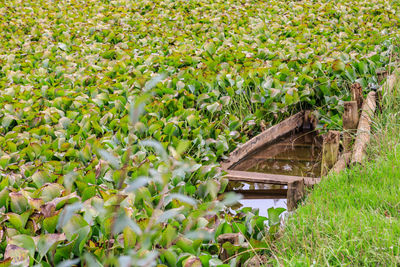 Plants growing on field