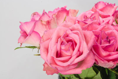 Close-up of pink rose