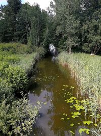 Scenic view of river amidst trees in forest