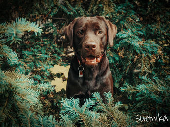 Portrait of dog sitting on land