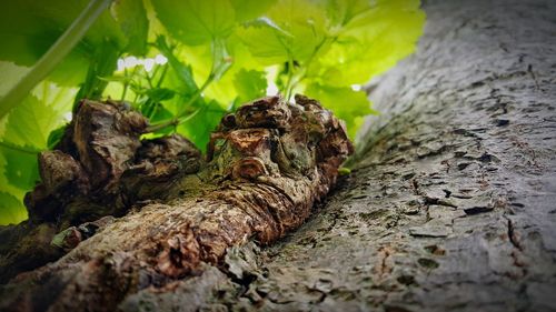 Close-up of lizard on tree trunk