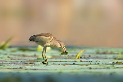 Close-up of bird