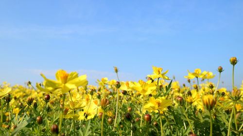 Close-up of fresh yellow flowers blooming in field against clear blue sky