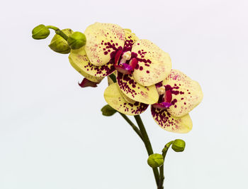 Close-up of flowering plant against white background
