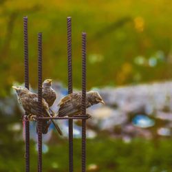 Close-up of bird perching on wooden post