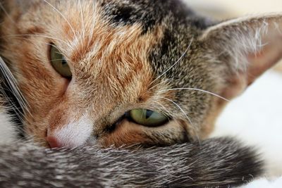 Close-up portrait of a cat