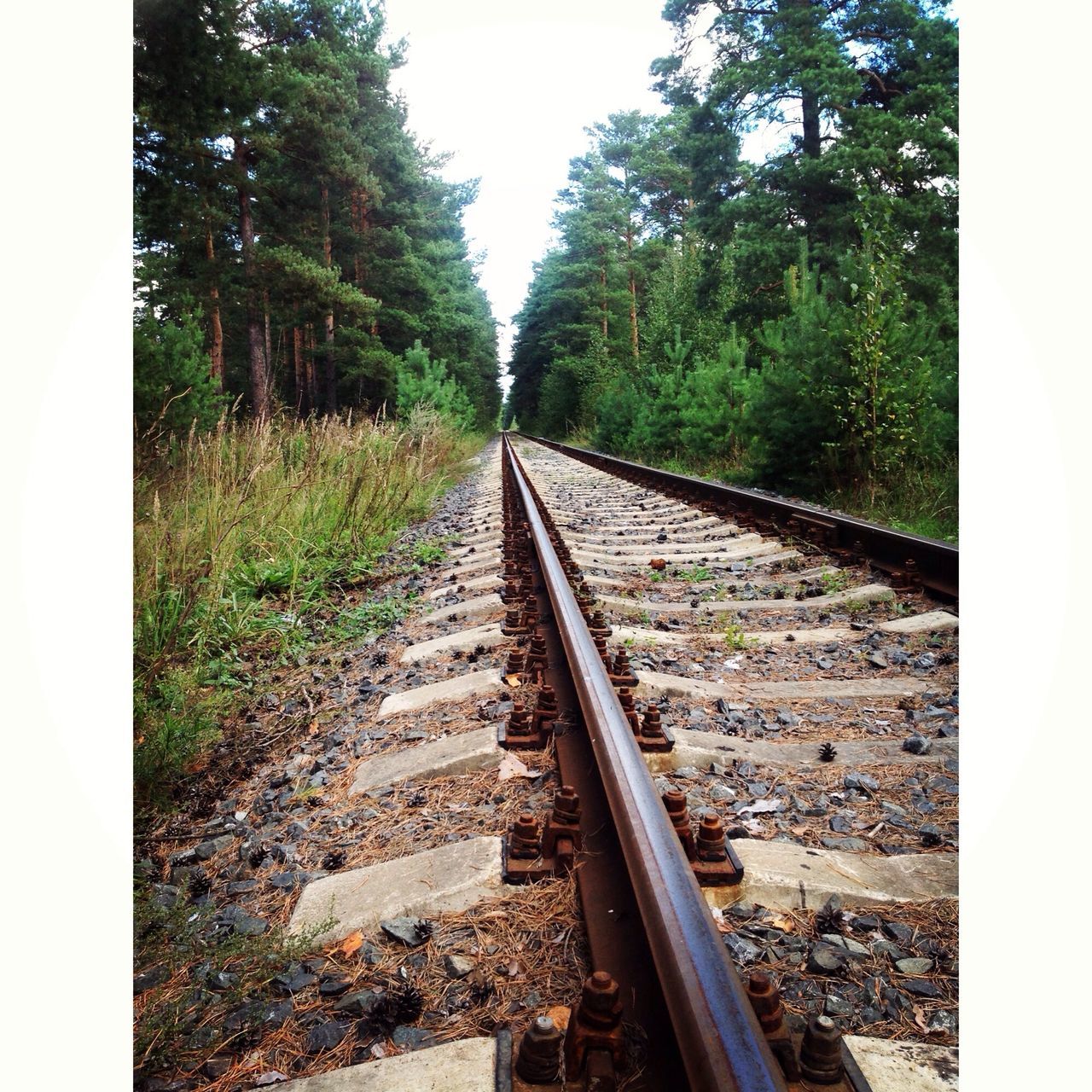 railroad track, tree, rail transportation, transportation, the way forward, diminishing perspective, vanishing point, clear sky, transfer print, sky, day, railway track, auto post production filter, outdoors, no people, public transportation, growth, built structure, straight, nature