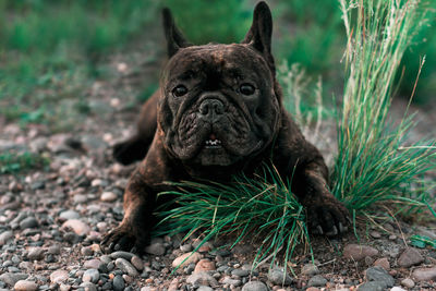 Portrait of a dog on field