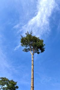 Low angle view of tree against blue sky