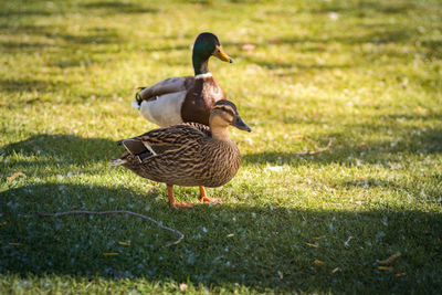 Two birds on grass