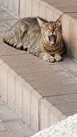 Portrait of cat yawning