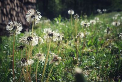 Close-up of flowering plants on field