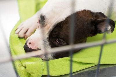 The dog is recovering after anaesthesia i the cage at the veterinary clinic