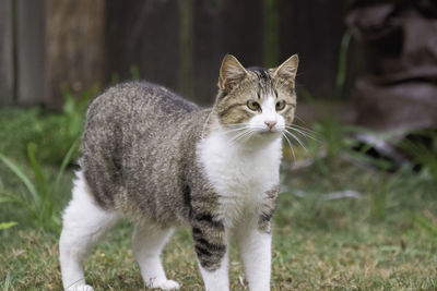 Portrait of a cat on field