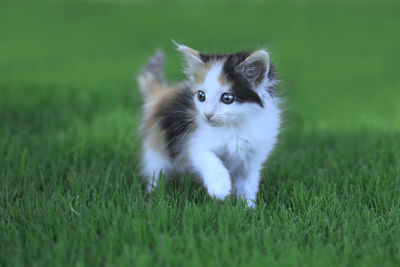 Cat looking away on grassy field