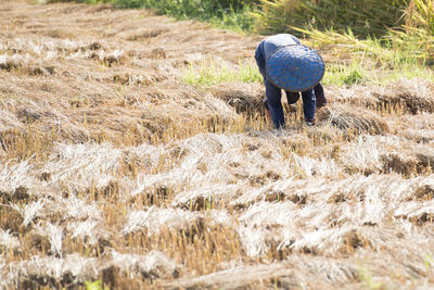 Farmer working at agriculture field