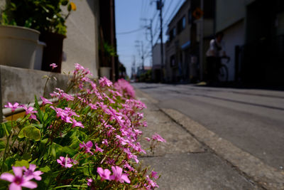 Close-up of pink flowering plant by street in city