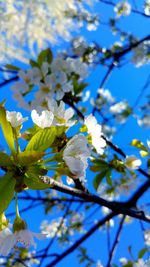 Low angle view of apple blossoms in spring