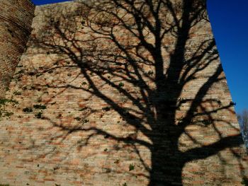 Low angle view of bare tree against sky