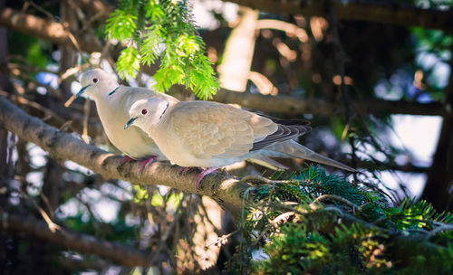 Close-up of two pigeons perching on branch