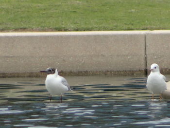 Bird perching on water