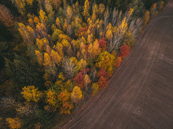 Aerial view of trees growing by land