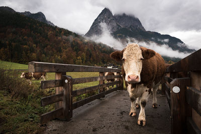 Grainau cow on a brigde