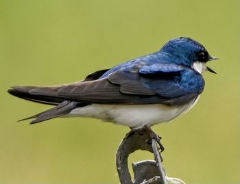 Close-up of bird perching outdoors