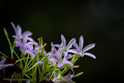 Close-up of purple flowering plant