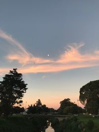 Silhouette trees against sky during sunset