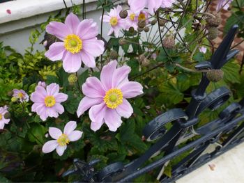 Close-up of flowers blooming outdoors