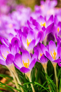 Close-up of purple crocus flowers