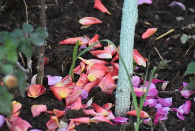 High angle view of pink flowering plants