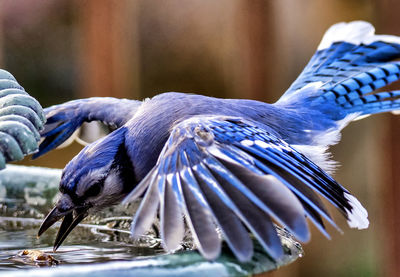 Close-up of bird flying