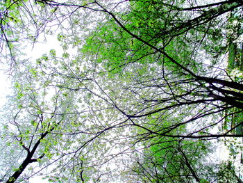 Low angle view of tree in forest against sky