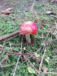 Close-up of mushroom growing on field