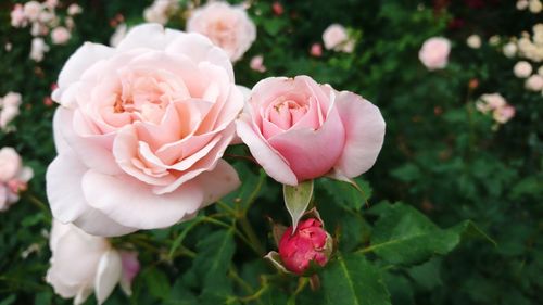 Close-up of pink rose