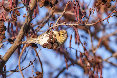 Low angle view of butterfly perching on branch