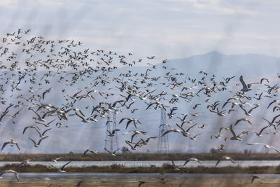 Flock of birds flying in the sky