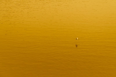High angle view of bird floating on sea